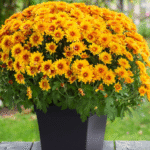 Guldavari/Chrysanthemum / Guldaudi Plant Combo Sapling (12 pcs) - Image 6