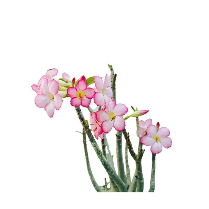 Adenium Arabicum – Rare Desert Rose - Image 2