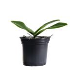 Phalaenopsis Orchid Hot Chilli - Image 2