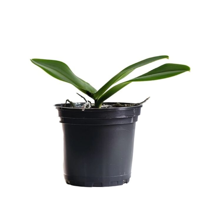 Phalaenopsis Orchid Hot Chilli - Image 2