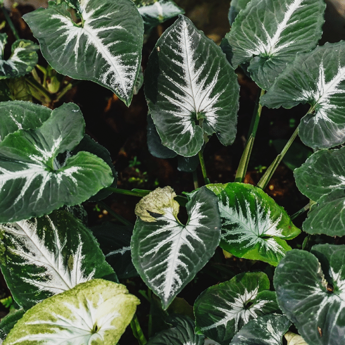 Syngonium Wendlandii Sapling - Image 1