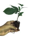 Krishna Kamal / Rakhi Bel Passion Flower Sapling – Maroon - Image 3