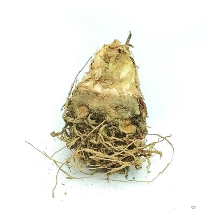 Rajnigandha Double Petal Bulb / Tuberose - Image 2