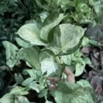 Marble Money plant / Marble Queen Pothos - Image 2