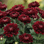 Guldavari/Chrysanthemum / Guldaudi Plant Combo Sapling (12 pcs) - Image 7