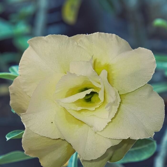 Adenium Rosy Grafted Plant Double Petal Pastel Yellow - Image 1