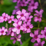 Oxalis Articulata White Bulb - Image 2