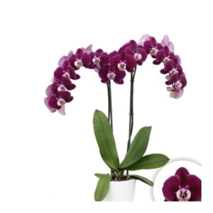 Phalaenopsis Orchid Hot Chilli