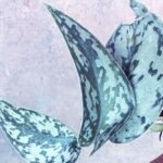 Scindapsus Silver Lady (Sapling) - Image 2