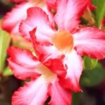 Adenium Single Petal Grafted Plant Starlight Red