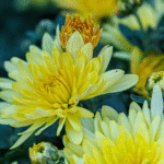 Guldavari/Chrysanthemum / Guldaudi Plant Combo Sapling (12 pcs) - Image 8