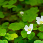 Oxalis Articulata Bulbs (Any color)