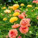 Portulaca Grandiflora 9 o’clock (2 pack combo)