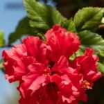 Hibiscus / Gulhad Triple Petal Red (Sapling)