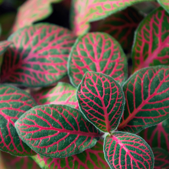 Fittonia Sapling (Any color) - Image 1