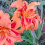 DayLily Hemerocallis Double color bulb - Image 2