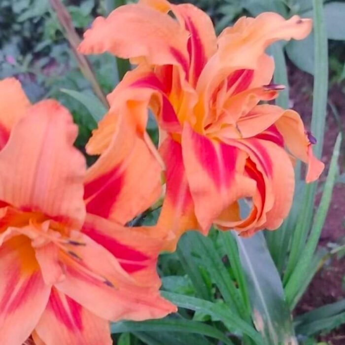 DayLily Hemerocallis Double color bulb - Image 2