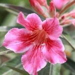Adenium Single Petal Red Liner