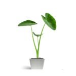 Elephant Ear / Colocasia / Alocasia