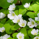 Oxalis Articulata Bulbs (Any color) - Image 2