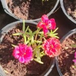 Portulaca Grandiflora 9 o’clock (2 pack combo) - Image 2