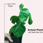 Hibiscus / Gulhad Triple Petal Red (Sapling) - Image 2