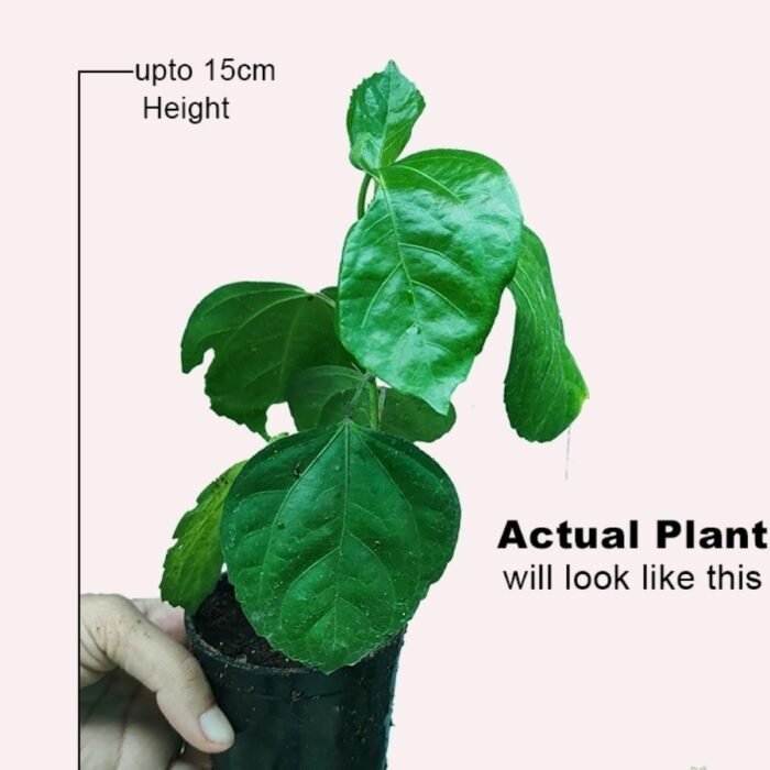 Hibiscus / Gulhad Triple Petal Red (Sapling) - Image 2