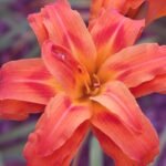 DayLily Hemerocallis Double color bulb