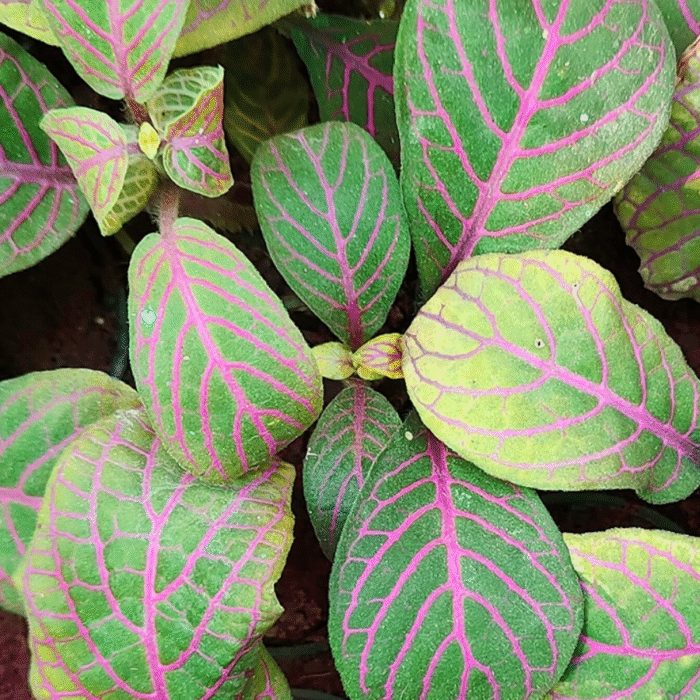 Fittonia Sapling (Any color) - Image 2