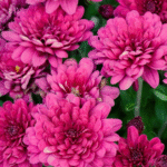 Chrysanthemum/ Guldavari/ Guldaudi Decorative Combo of 8 pcs - Image 5