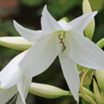 White Crinum Lily Color Bulb (Big Size)