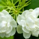 Double Petal Mogra/Jasmine Plant (Sapling)