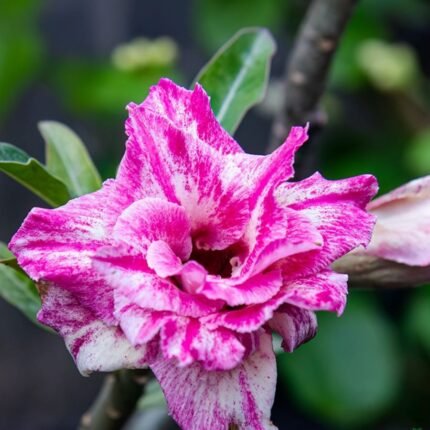 Adenium Triple Petal Hot Pink Color Grafted Plant