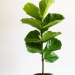 Fiddle-leaf fig/ Ficus lyrata Plant (Sapling)