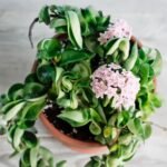 Hoya Hindu Rope / Curly Plant