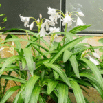 White Crinum Lily Color Bulb (Big Size) - Image 2