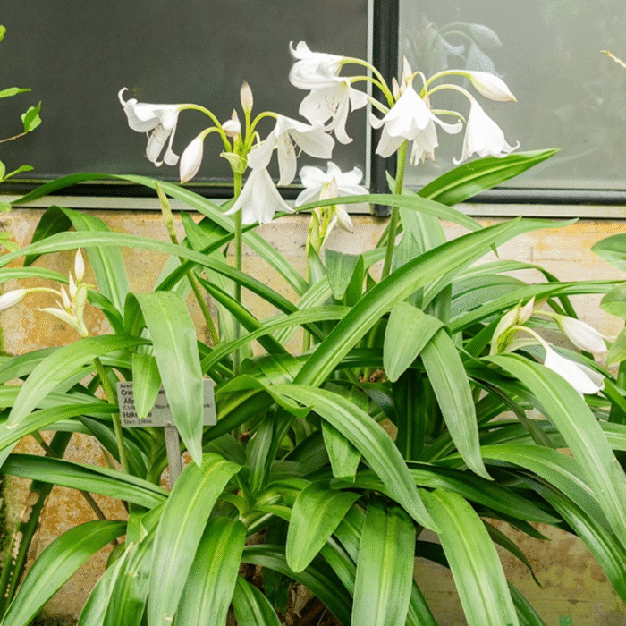 White Crinum Lily Color Bulb (Big Size) - Image 2