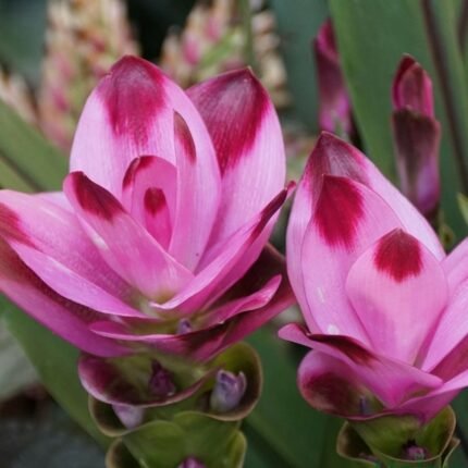 Double Bio Color Curcuma Bulbs (Rare Variety)