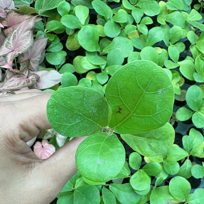 Fiddle-leaf fig/ Ficus lyrata Plant (Sapling) - Image 2