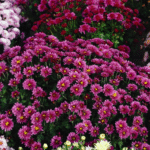 Guldavari/Chrysanthemum / Guldaudi Multiflora Plant Combo Sapling (8 pcs)