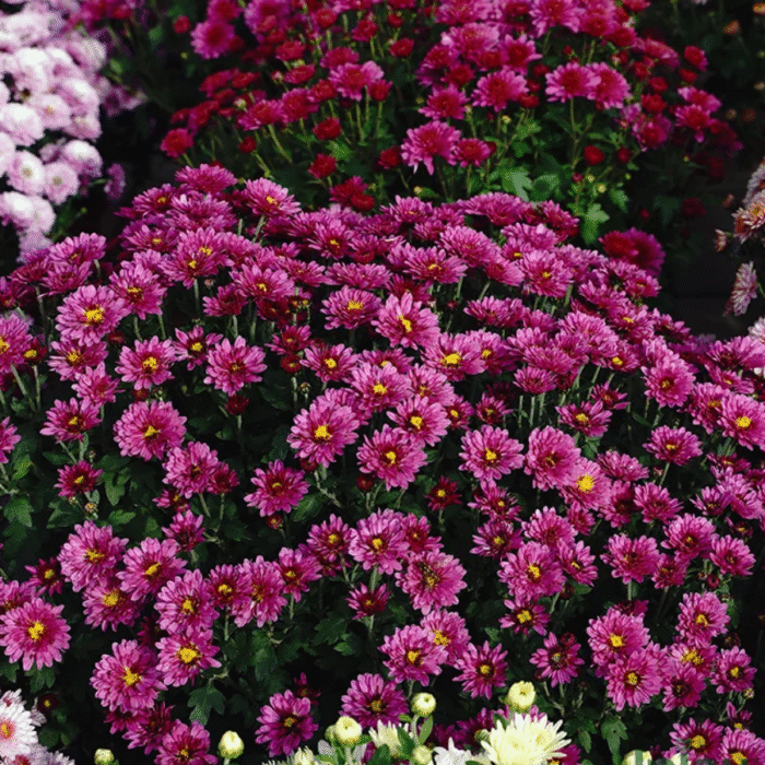 Guldavari/Chrysanthemum / Guldaudi Multiflora Plant Combo Sapling (8 pcs) - Image 1