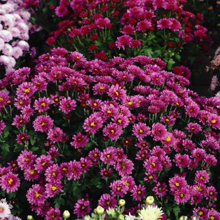 Purple Chrysanthemum /Guldavari/ Guldaudi Multiflora Sapling