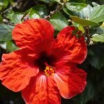 Hibiscus / Gulhad Viceroy / Chinese hibiscus Plant (Sapling)