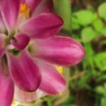 Double Bio Color Curcuma Bulbs (Rare Variety) - Image 2