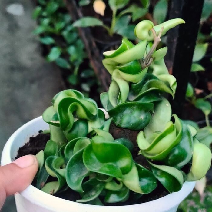 Hoya Hindu Rope / Curly Plant - Image 2