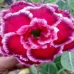 Adenium Mahima(Double Petal)