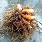 Blue Curcuma (Summer Tulip) Bulbs - Image 3
