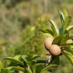 Chiku / Chikoo / Sapota – Grafted Mature Plant