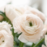 White Ranunculus Bulbs / Buttercup Flower Bulb