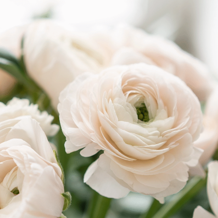 White Ranunculus Bulbs / Buttercup Flower Bulb - Image 1